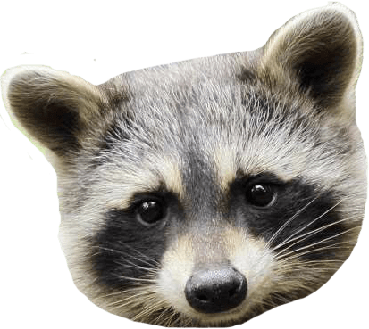 What percentage of raccoons have rabies information